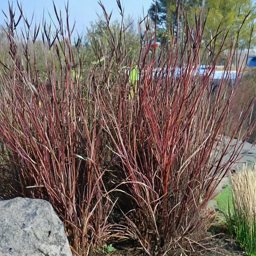 Andropogon gerardii 'Red October'