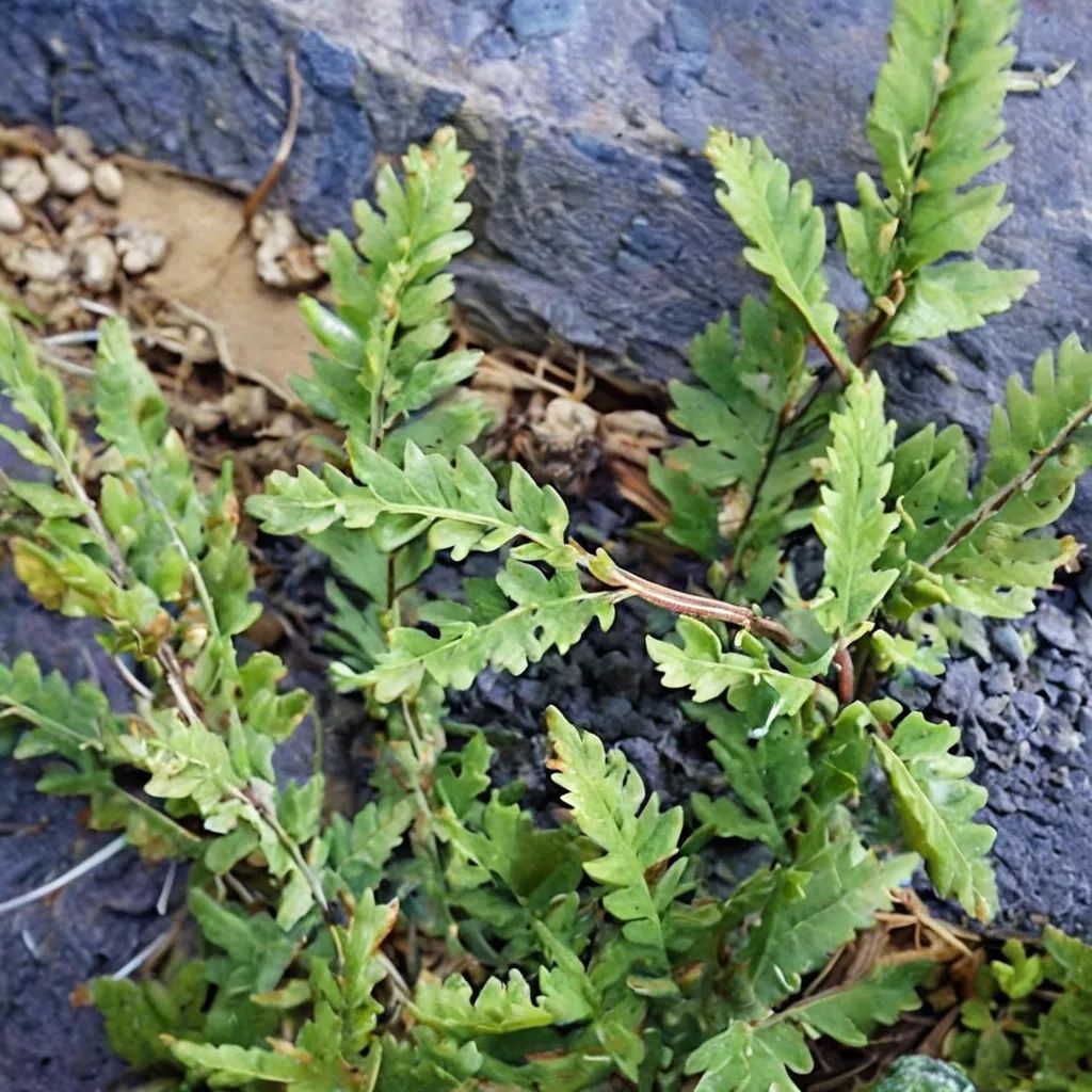 Cheilanthes wrightii