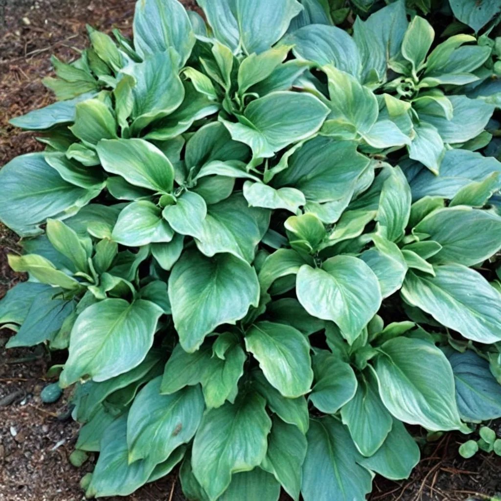 Hosta x hybrida 'Grand Slam'