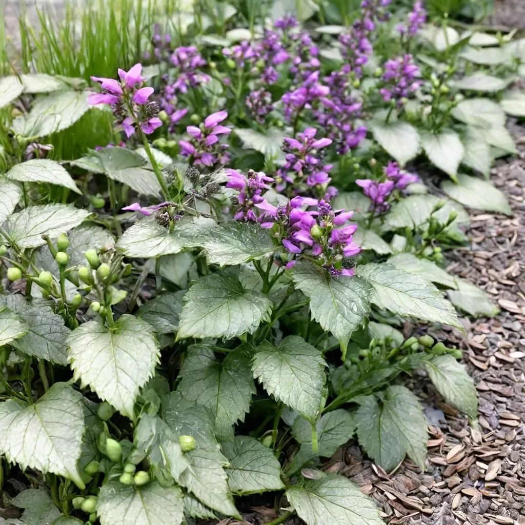 Lamium maculatum 'Ghost'