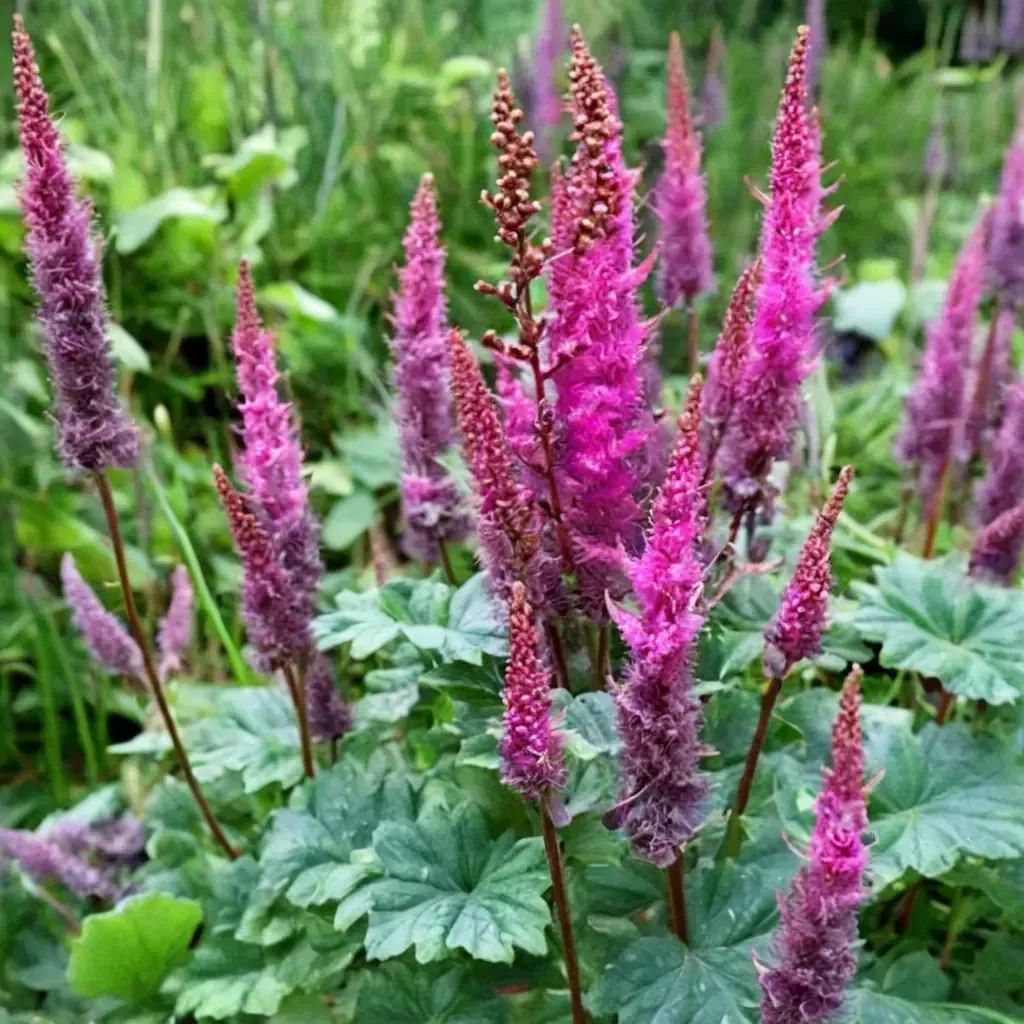 Astilbe chinensis 'Purpurlanz'