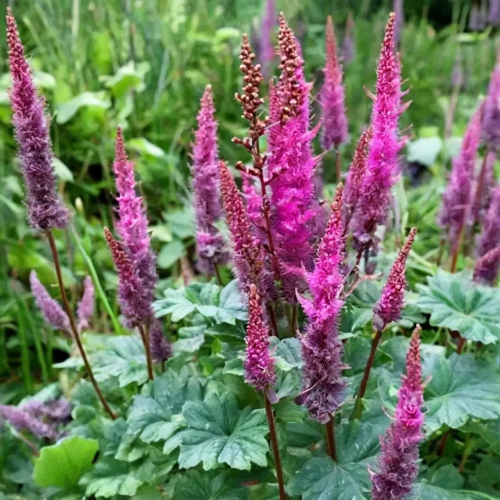 Astilbe chinensis 'Purpurlanz'