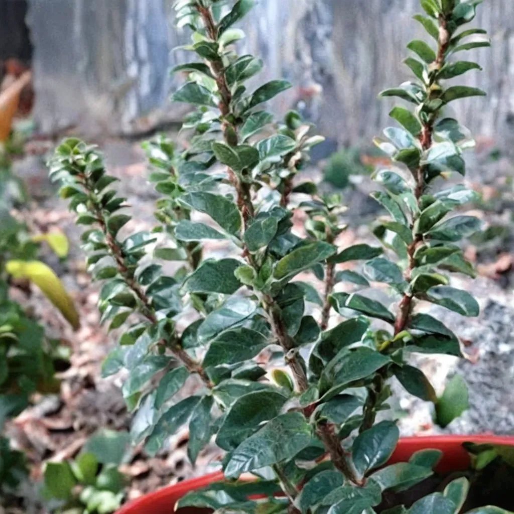 Hedera helix 'Erecta'