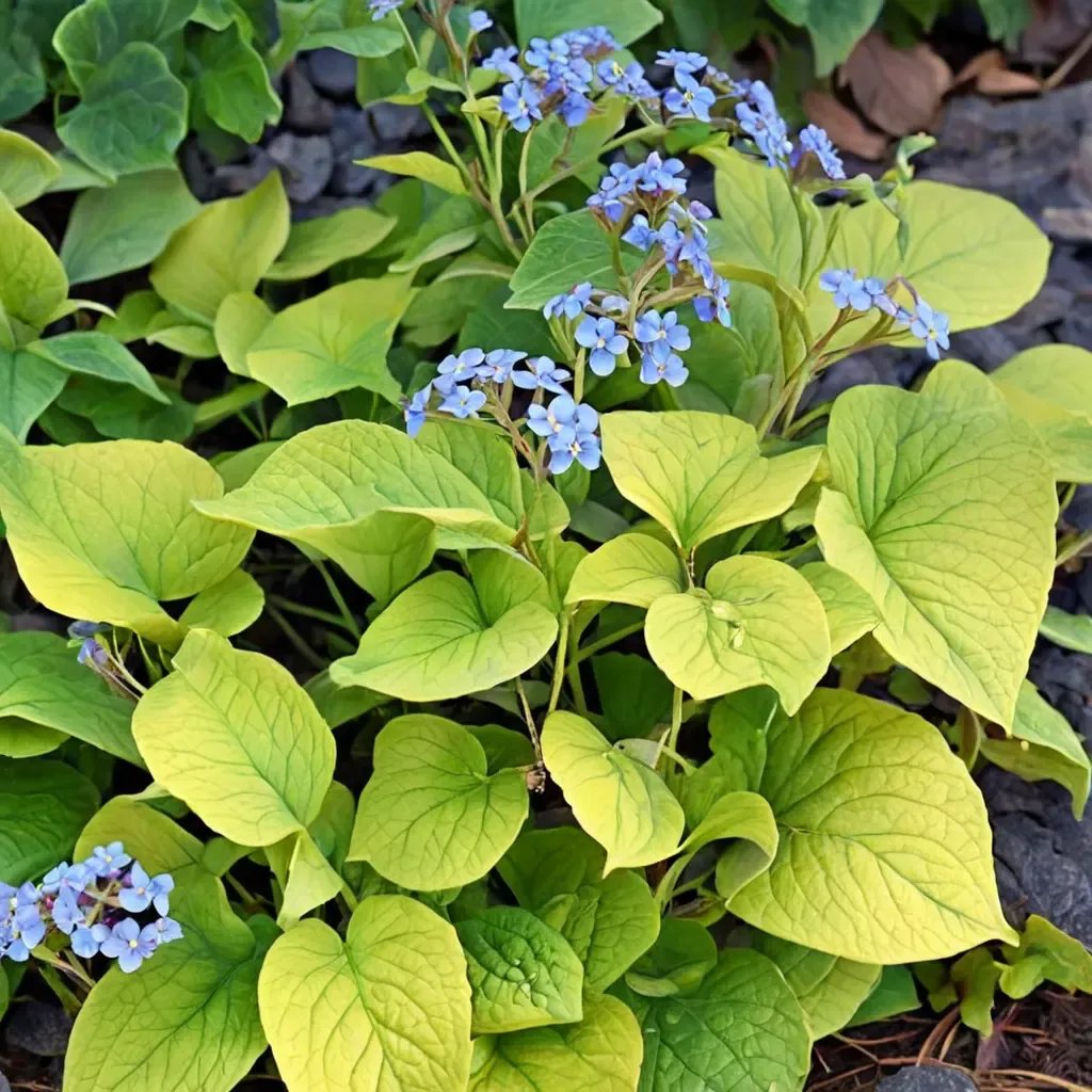 Brunnera macrophylla 'Diane's Gold'