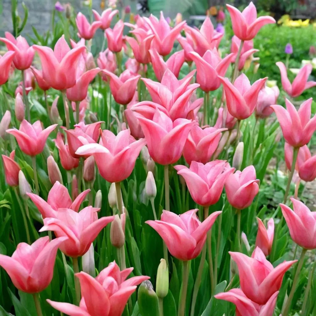 Tulipa tulipa 'Mariette'