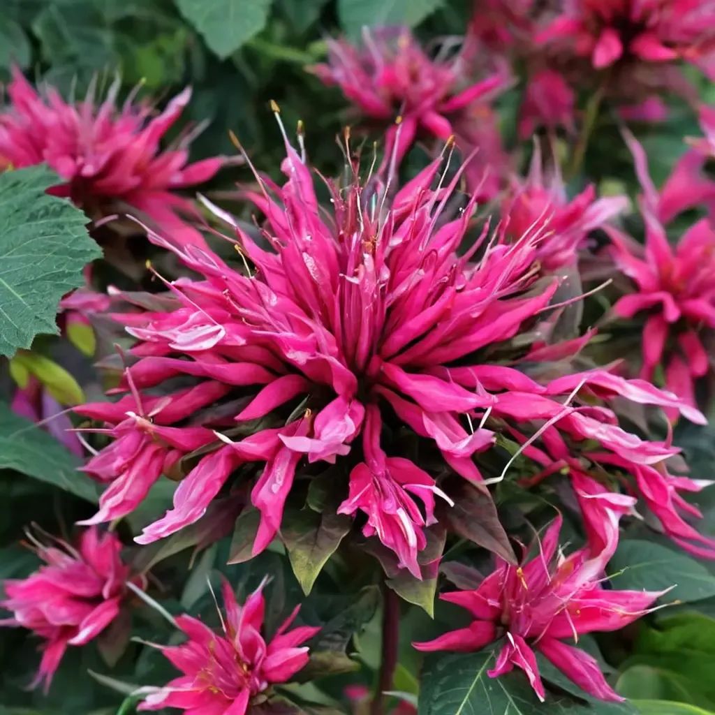 Monarda didyma 'Balmy Rose'