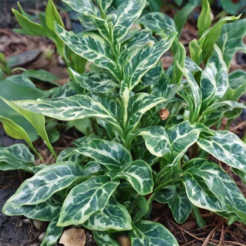 Arum italicum 'Marmoratum'