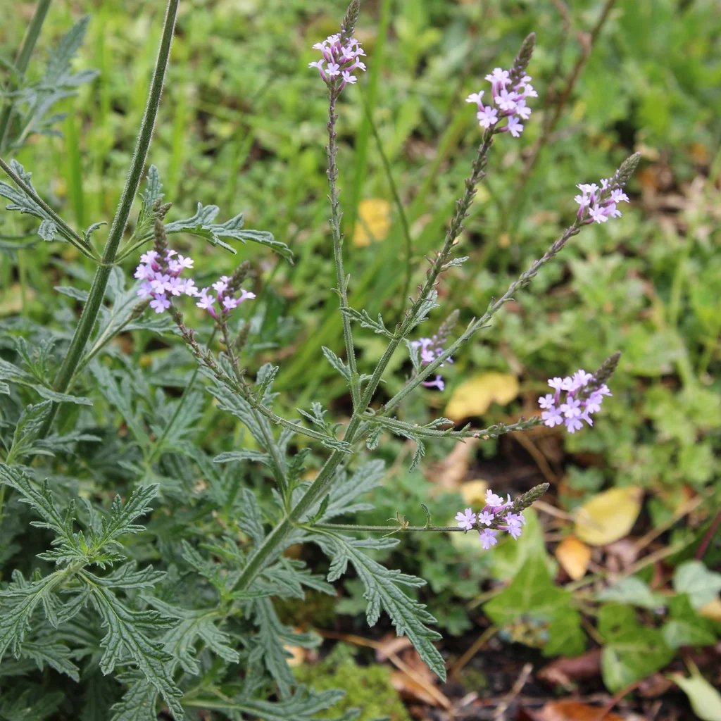 Verbena officinalis