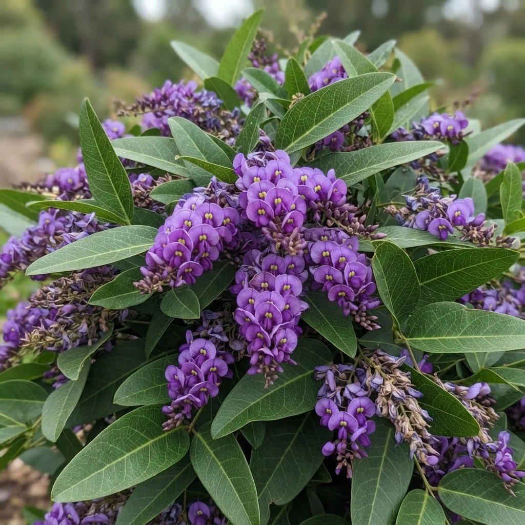Hardenbergia violacea 'Regent'
