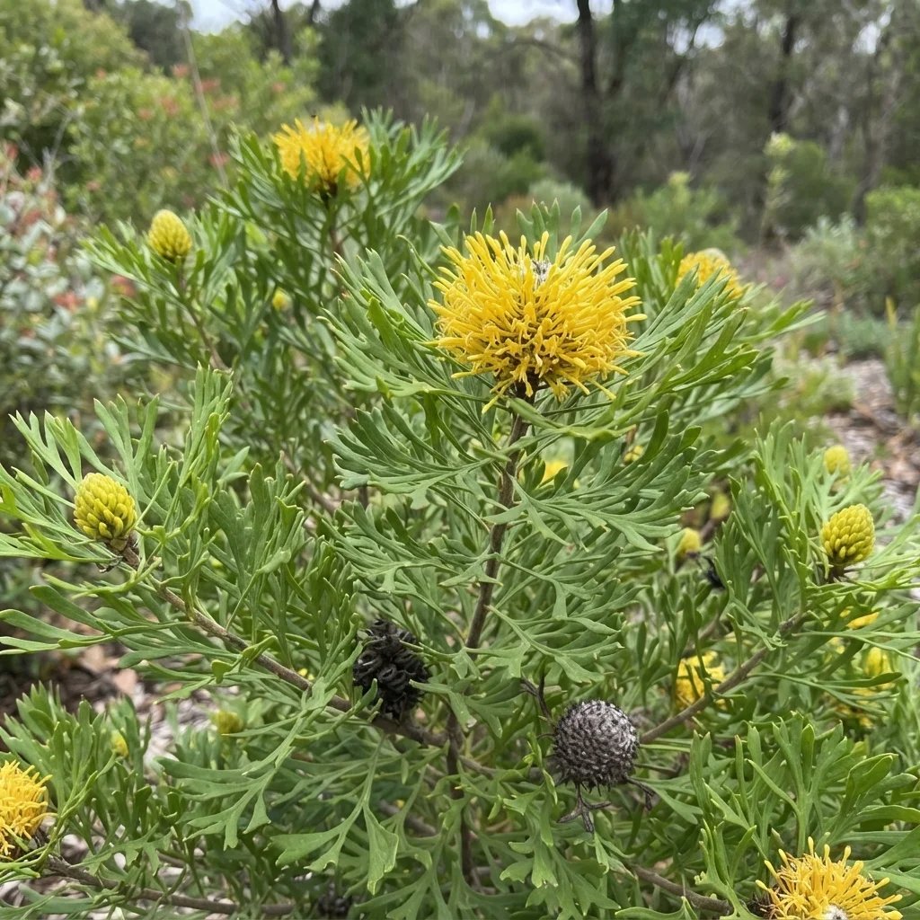 Isopogon anemonifolius