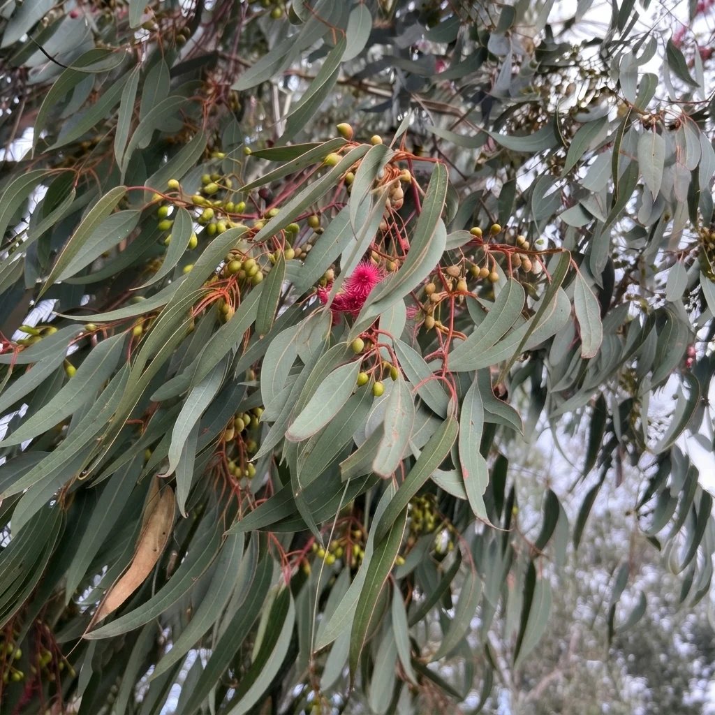 Eucalyptus sideroxylon
