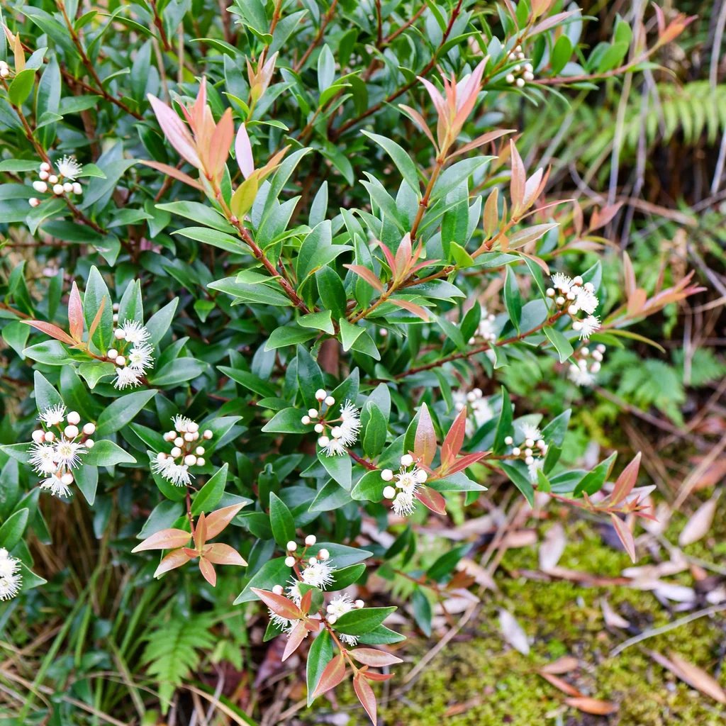Syzygium smithii 'Minor'