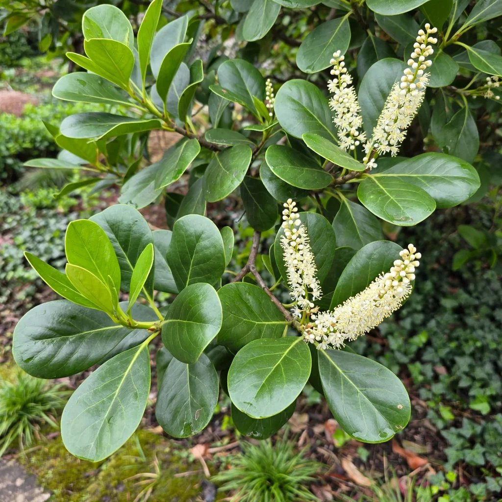 Prunus laurocerasus 'Rotundifolia'