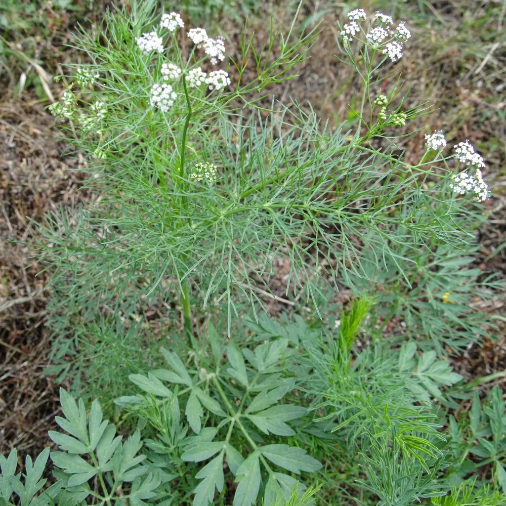Pimpinella anisum