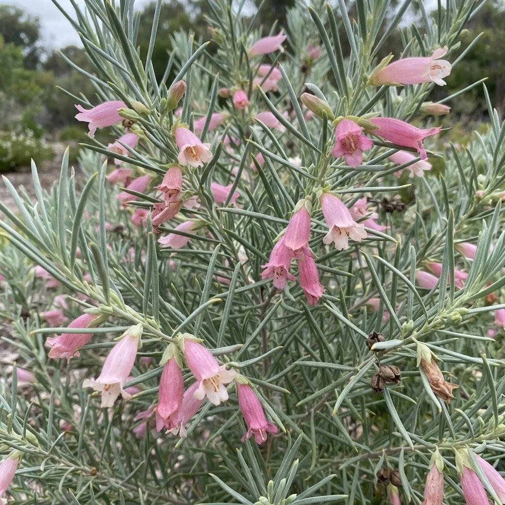 Eremophila oppositifolia