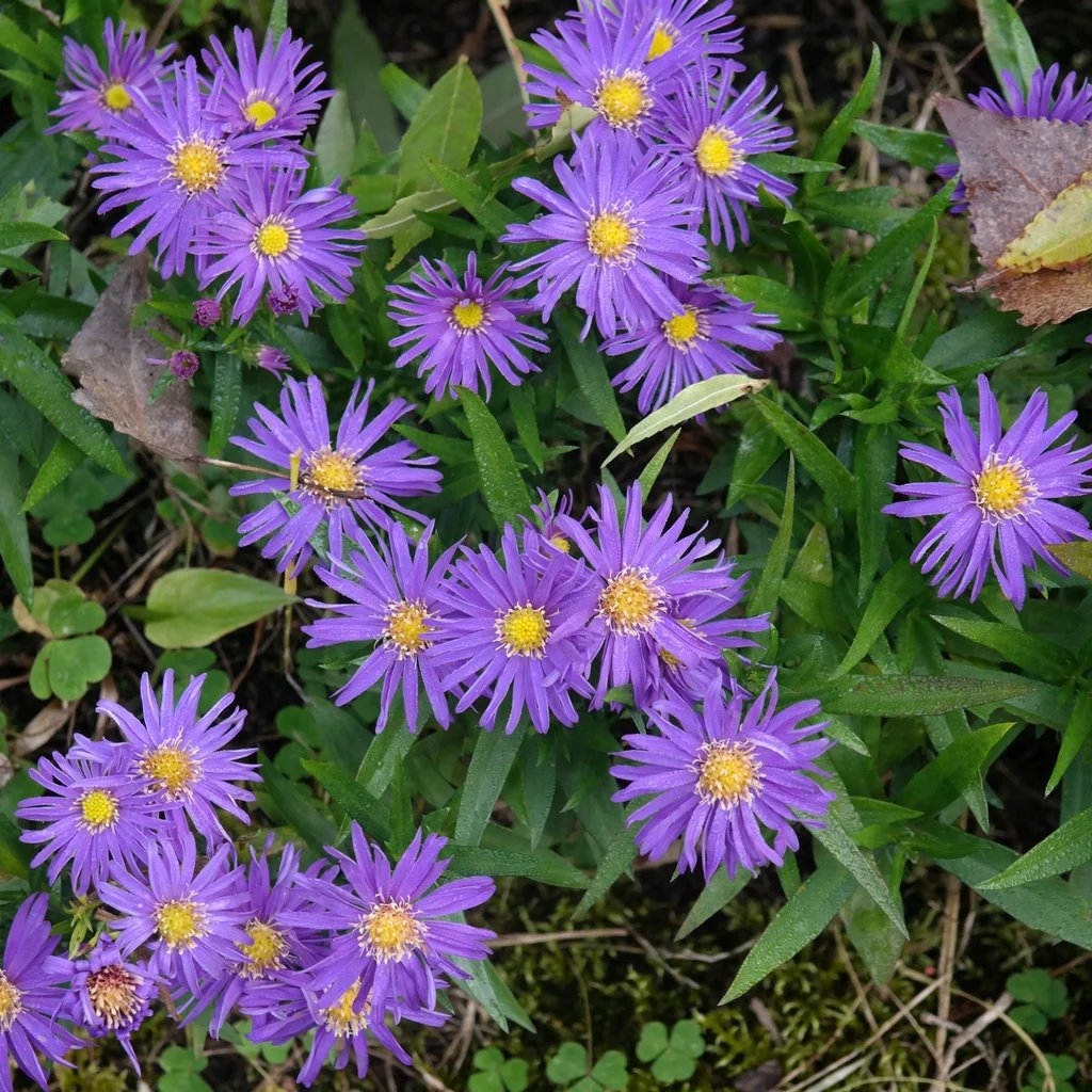 Aster dumosus 'Augenweide'