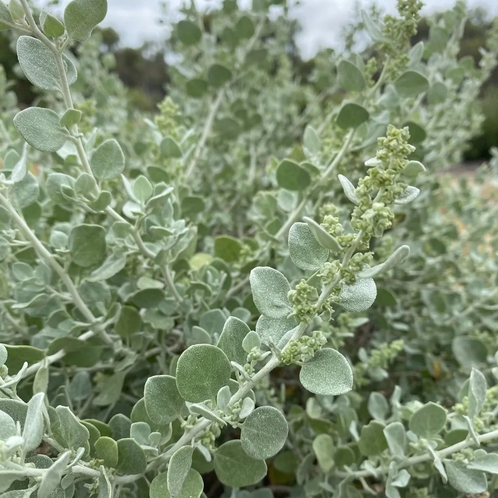 Atriplex nummularia