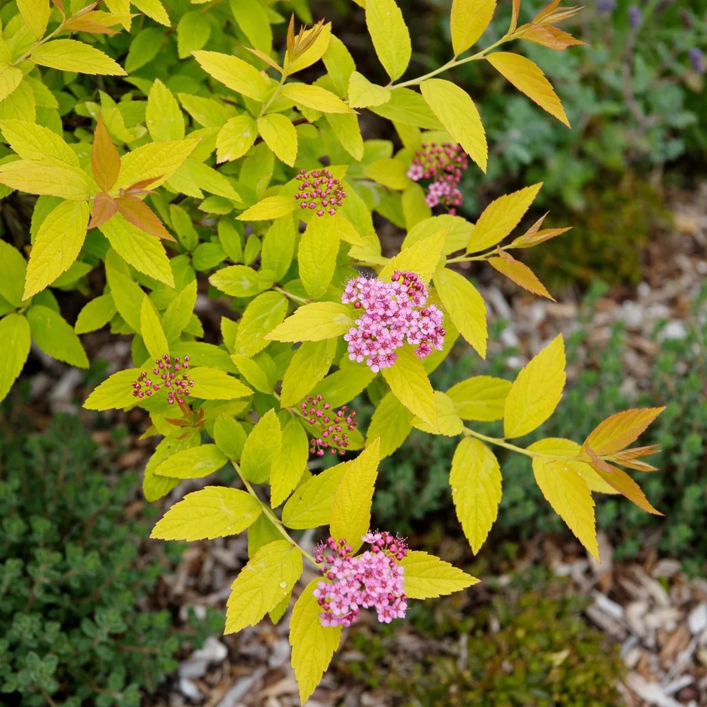 Spiraea japonica 'Golden Princess'