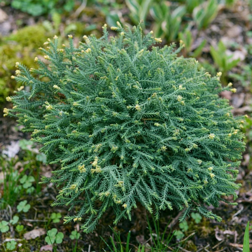 Thuja occidentalis 'Pancake'