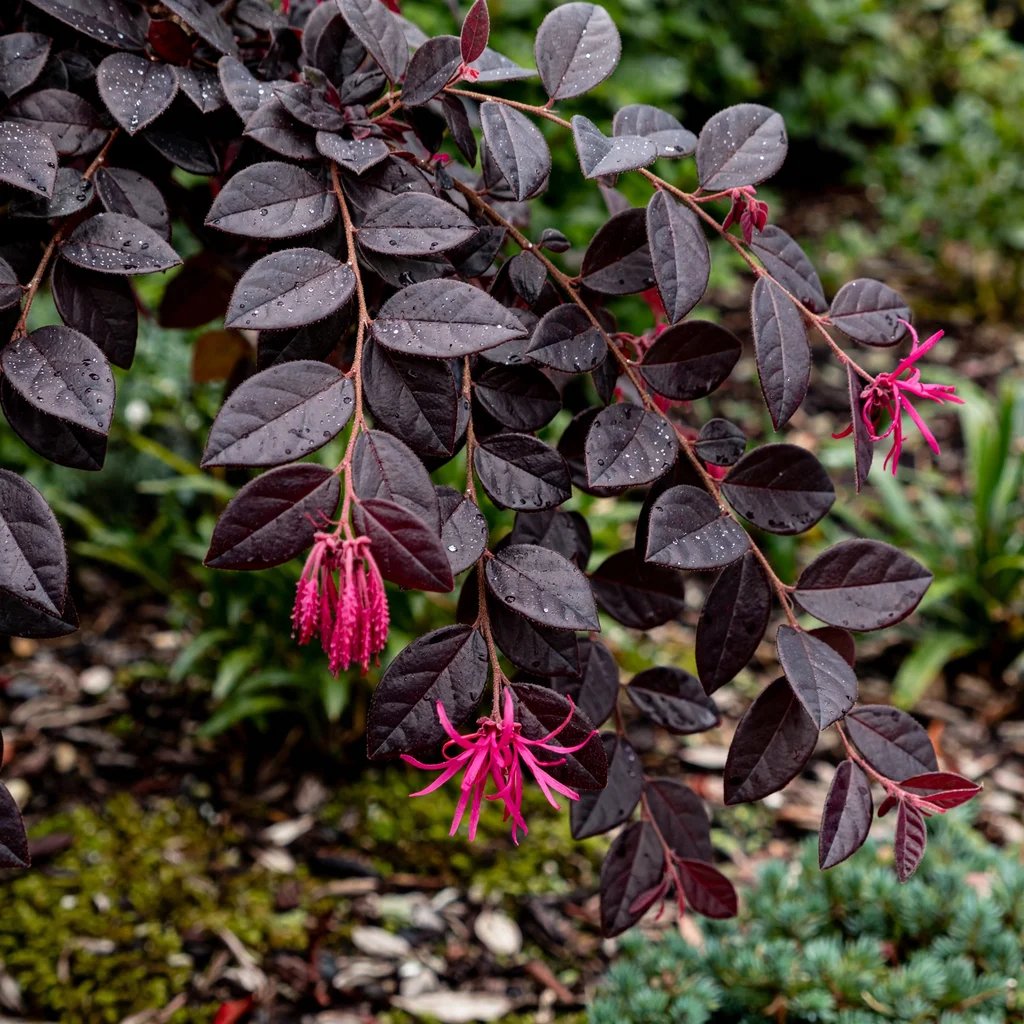 Loropetalum chinense 'Plum Gorgeous'