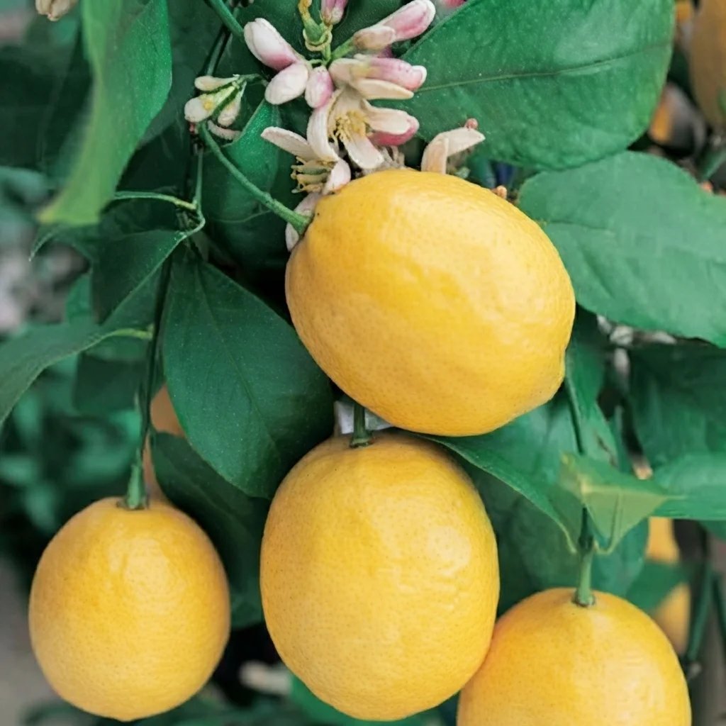 Citrus limon 'Eureka'