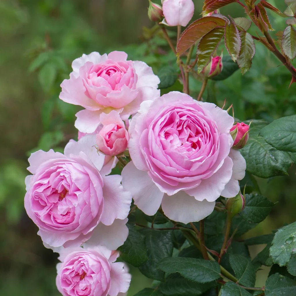 Rosa 'Aushouse' 'Harlow Carr'