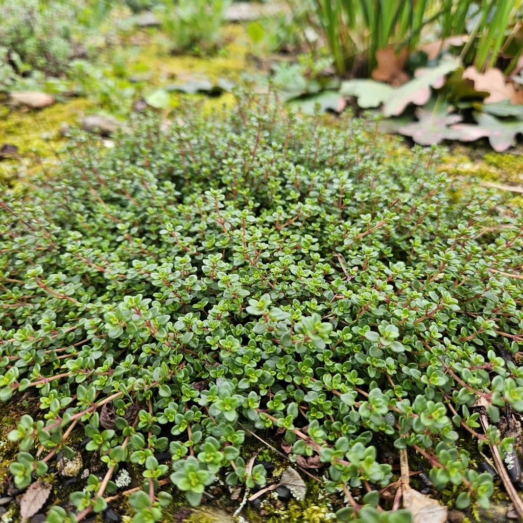 Thymus praecox 'Albiflorus'