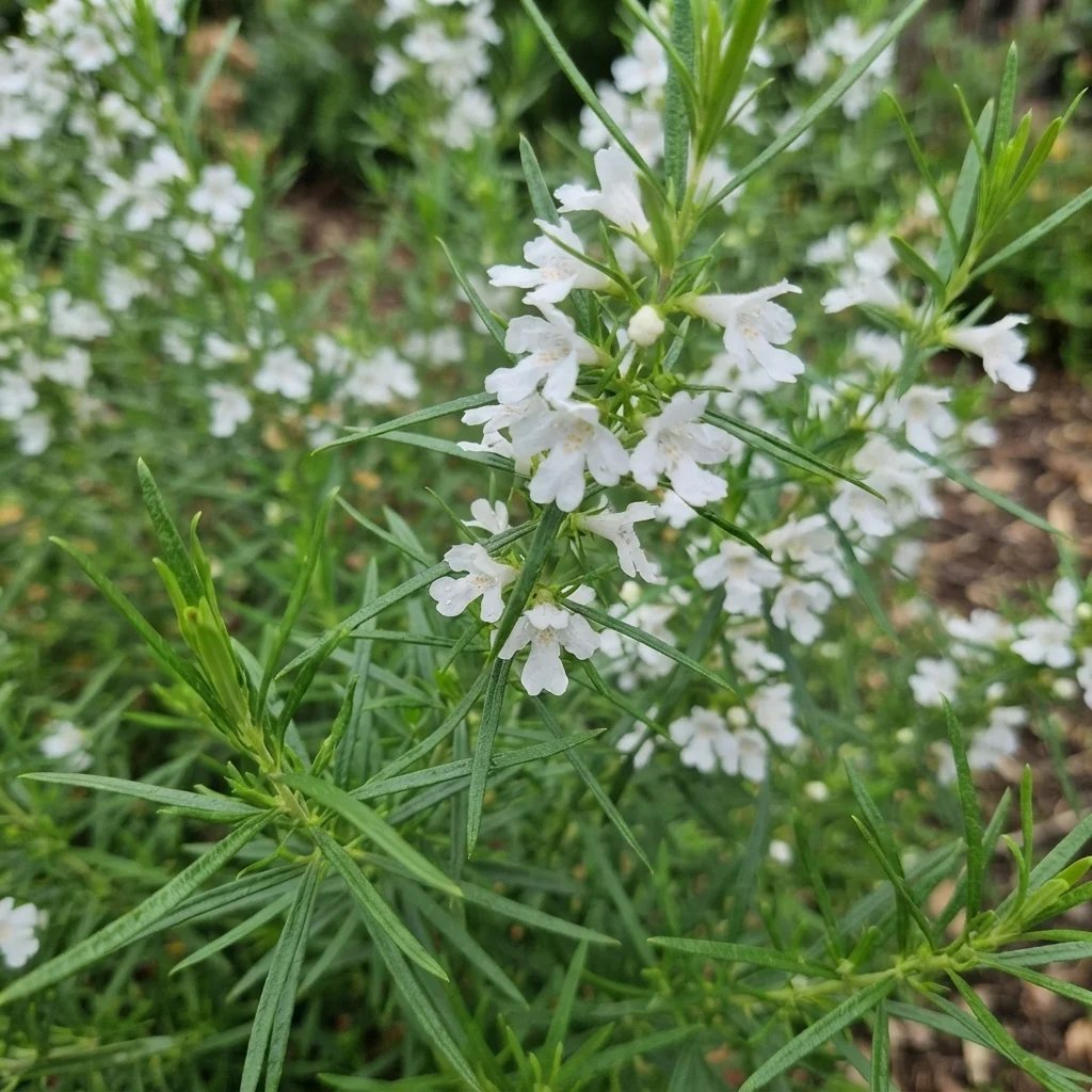 Westringia longifolia