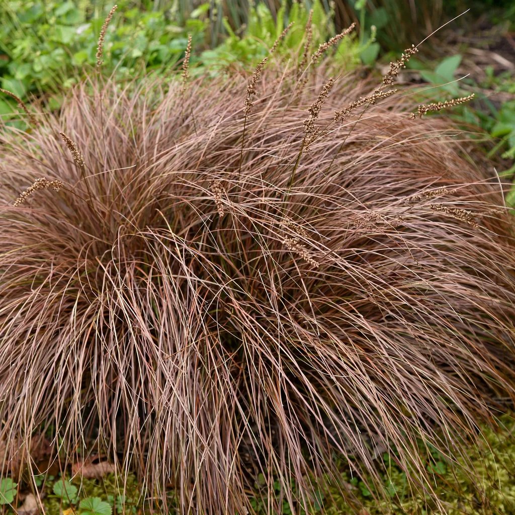 Carex comans 'Bronzina'