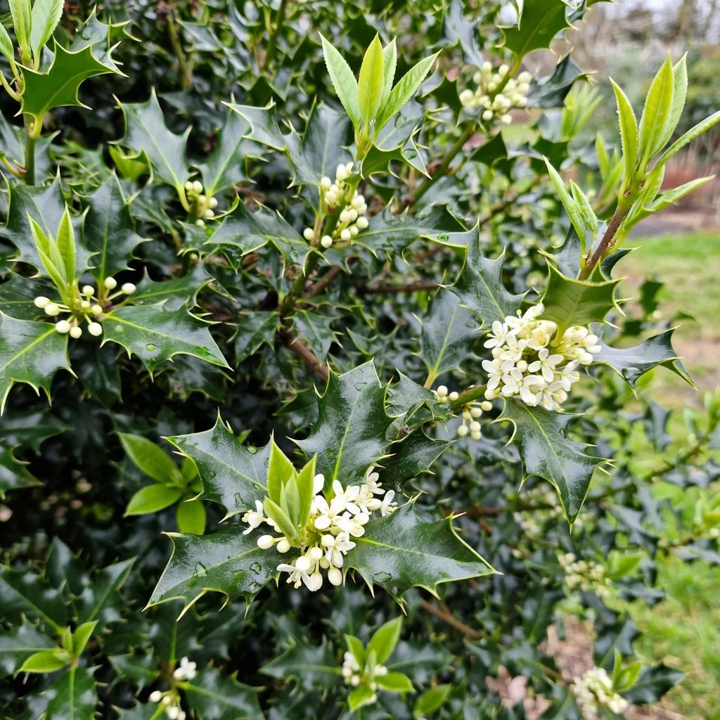 Ilex x hybrida 'National'