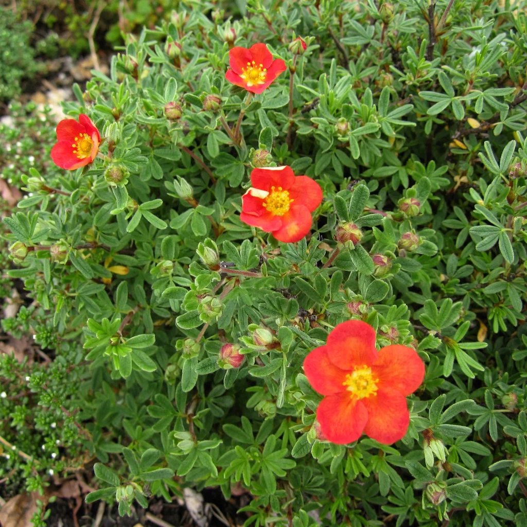 Potentilla fruticosa 'Red Ace'
