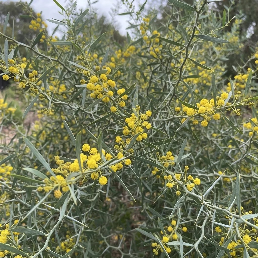 Acacia victoriae
