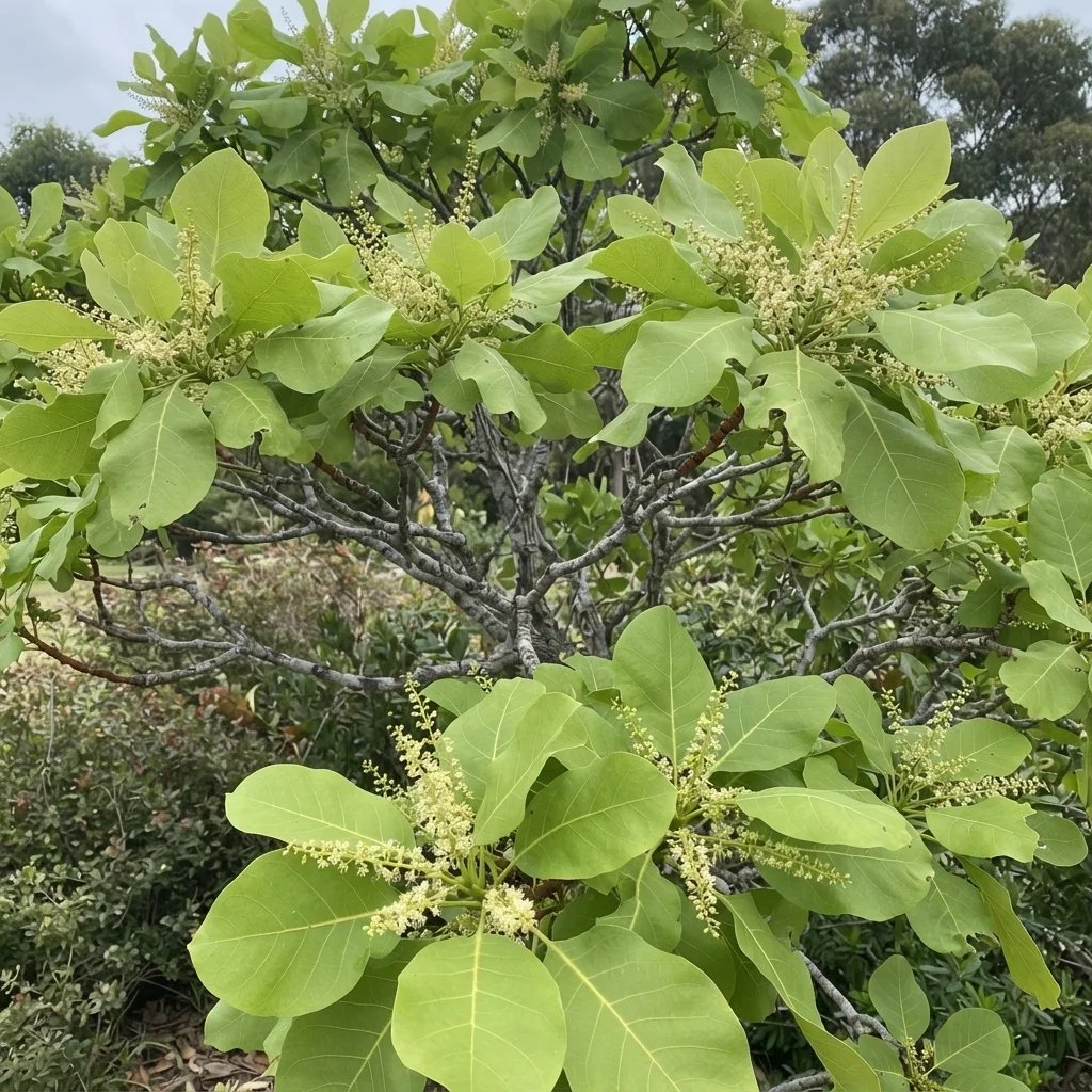 Terminalia ferdinandiana