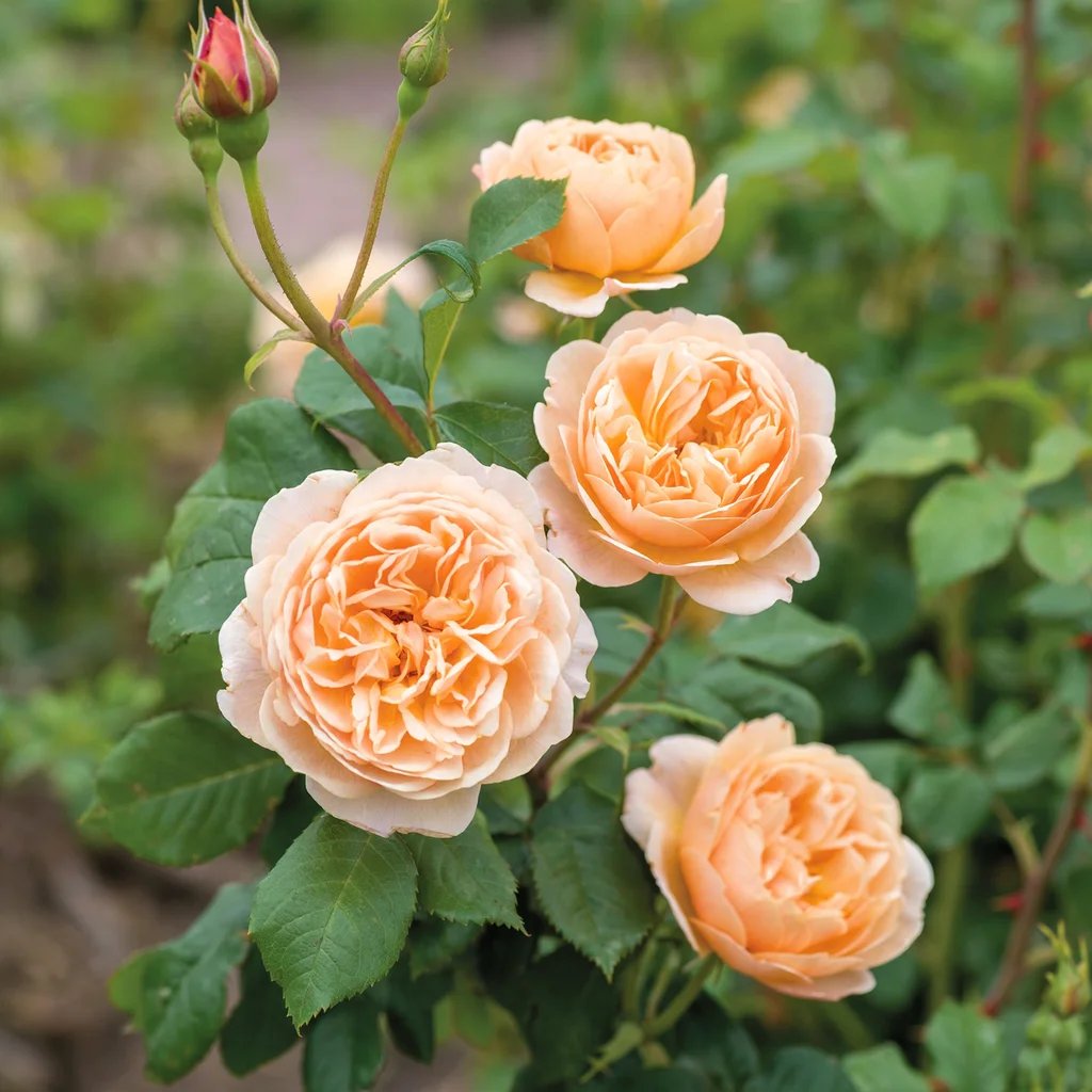 Rosa Ausowlish 'Roald Dahl'