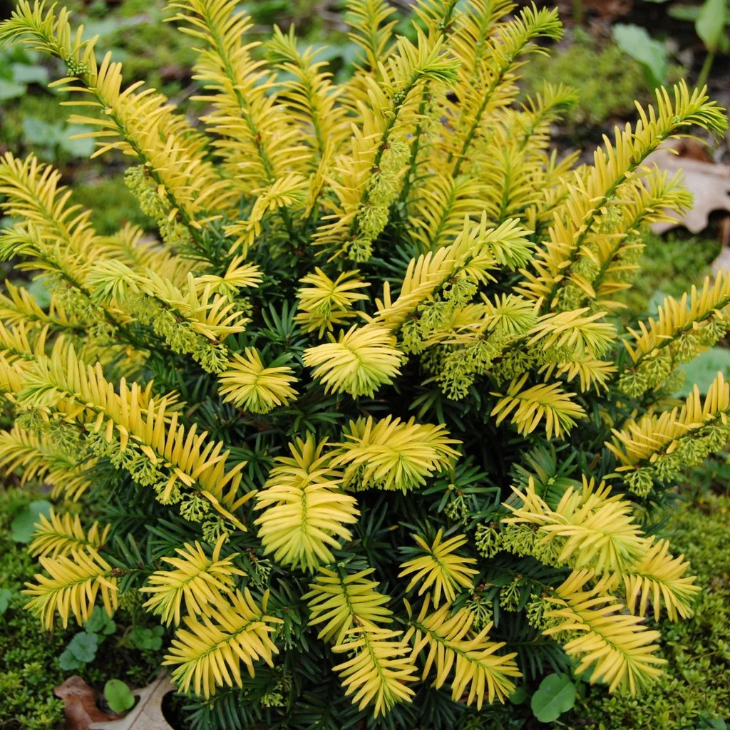 Cephalotaxus harringtonia 'Golden Dragon'