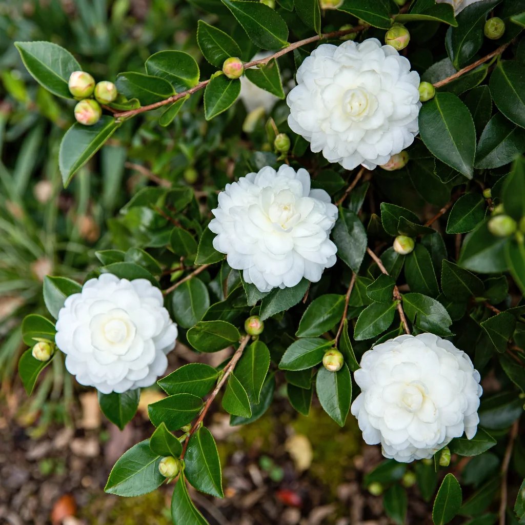 Camellia sasanqua 'October Magic White Shi-Shi'
