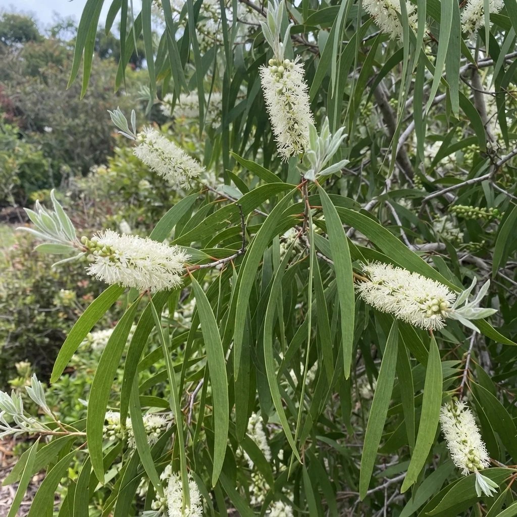 Melaleuca leucadendra
