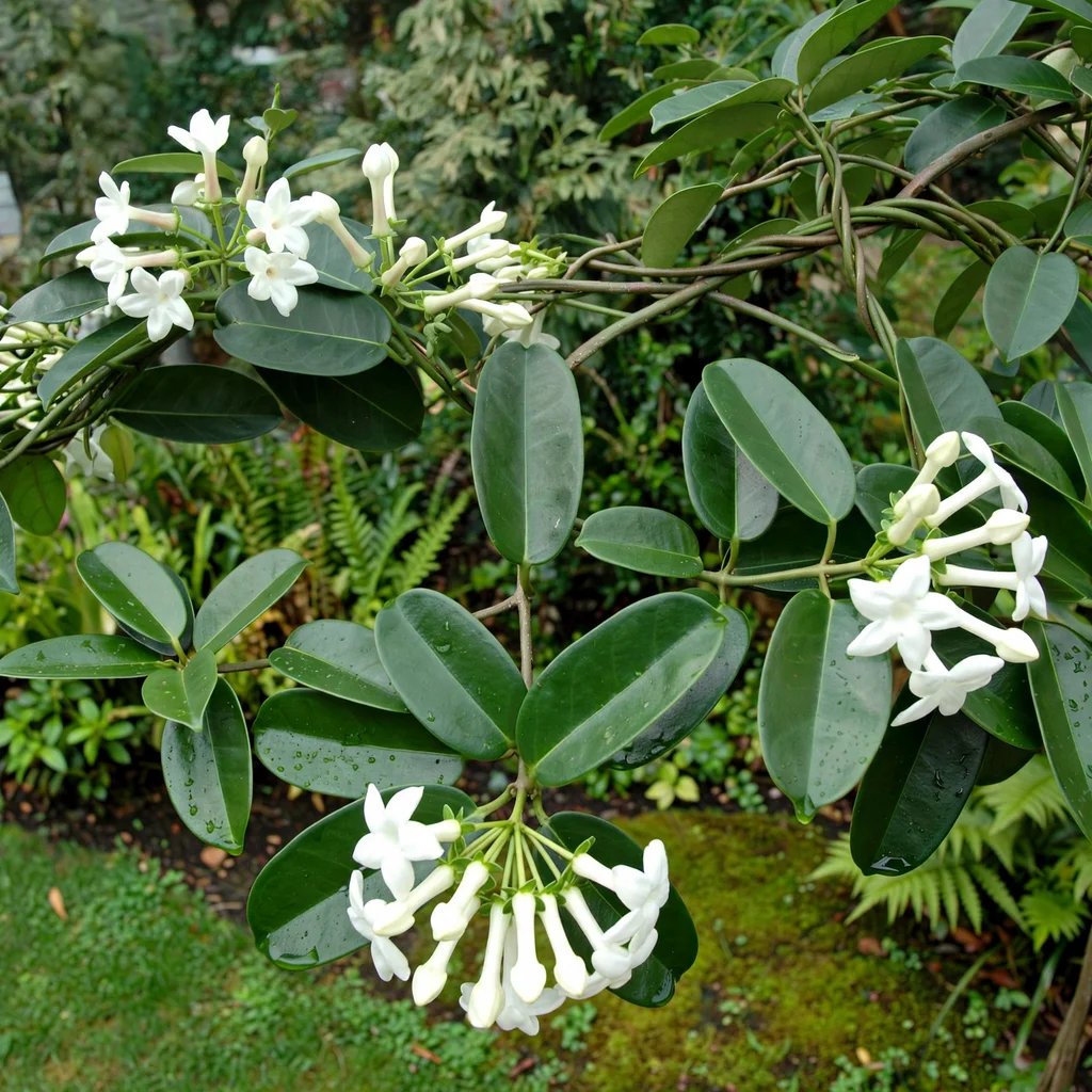 Stephanotis floribunda