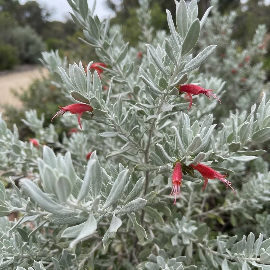 Eremophila glabra