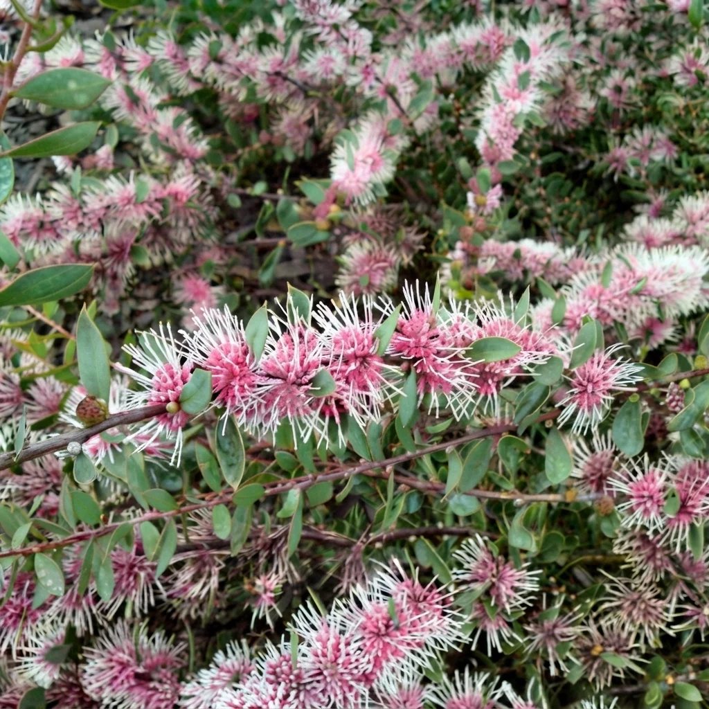 Hakea 'Burrendong Beauty'