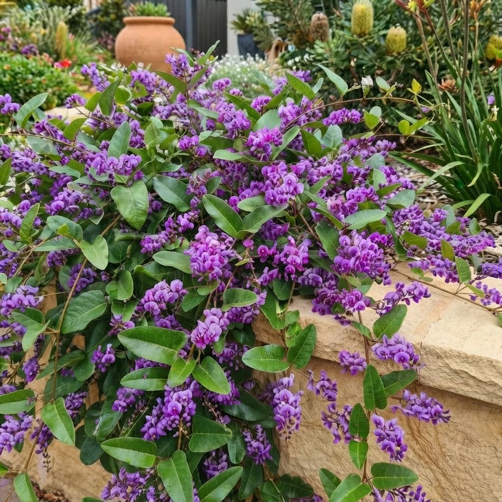 Hardenbergia violacea 'Happy Wanderer'