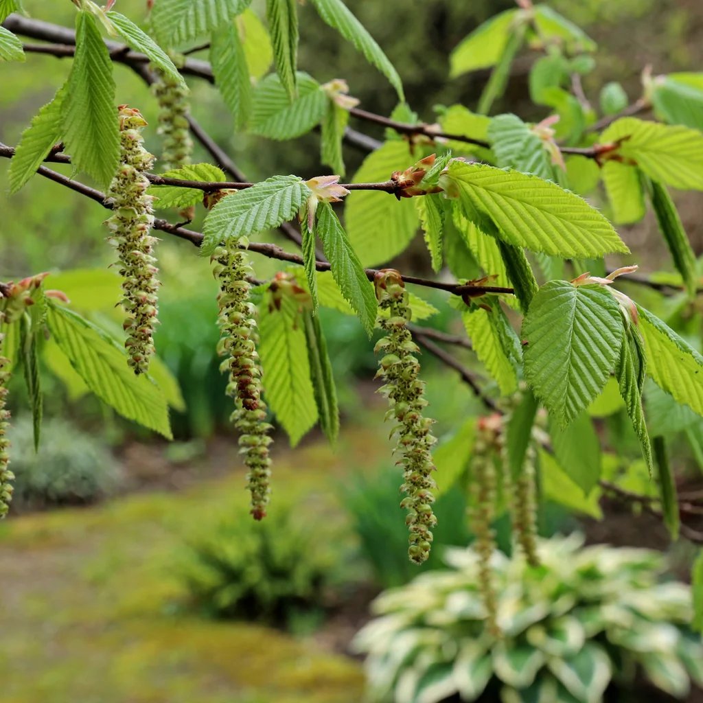 Carpinus betulus 'Lucas'