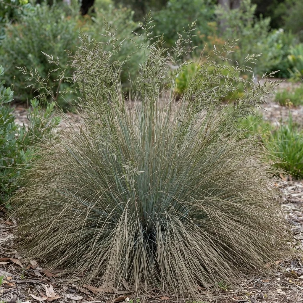Poa labillardierei