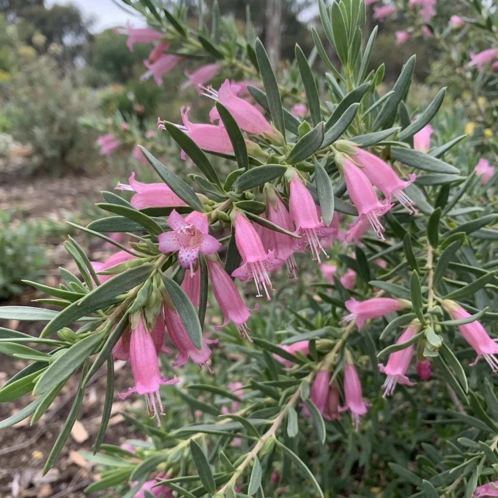 Eremophila laanii