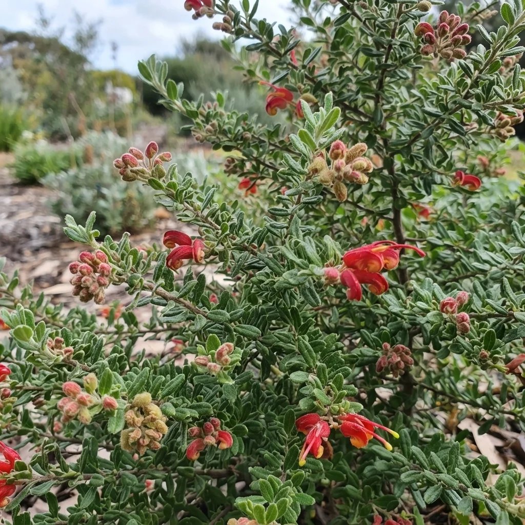 Grevillea alpina