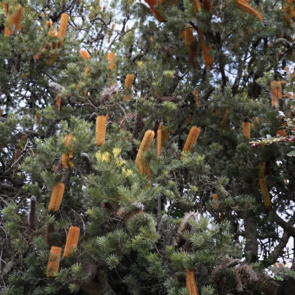 Banksia ericifolia x spinulosa 'Giant Candles'