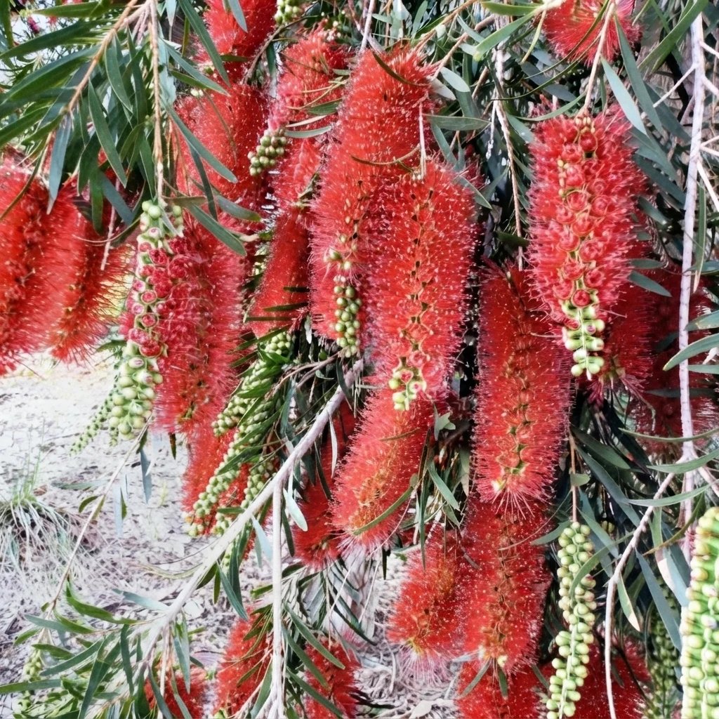 Callistemon 'Kings Park Special'