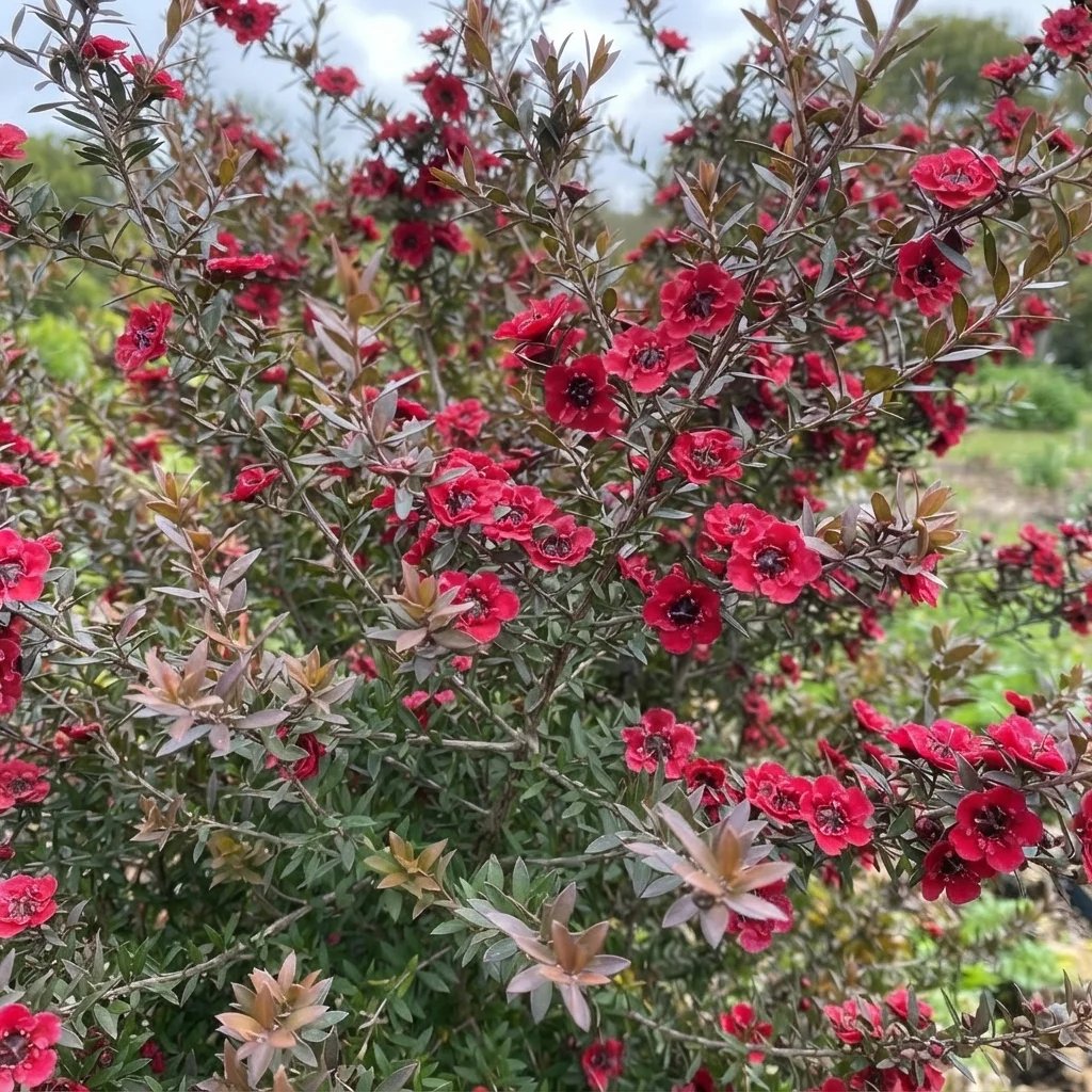Leptospermum scoparium 'Ruby Glow'