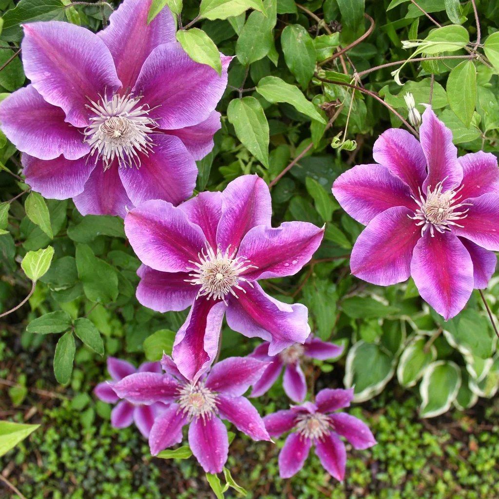 Clematis x hybrida 'Kilian Donahue'
