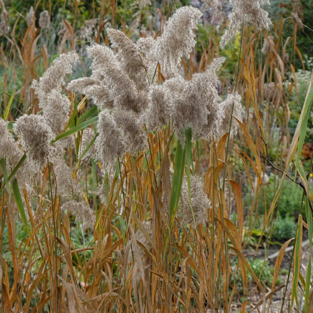 Phragmites australis